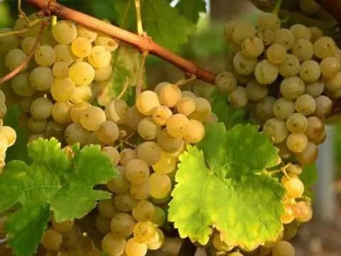 Продается виноградник в Кахетии. - სურათი 1