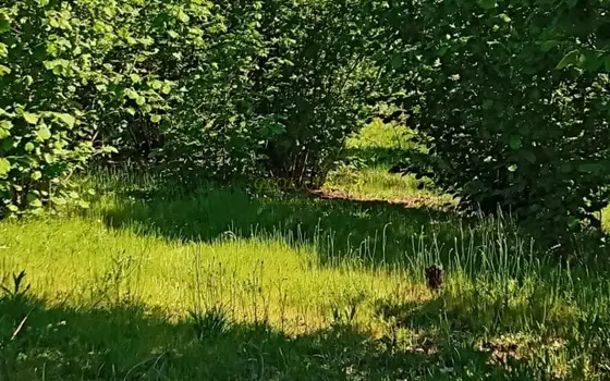 Инвестиционный земельный участок в Кобулети.