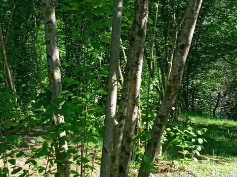 Инвестиционный земельный участок в Кобулети.