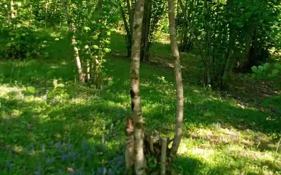 Инвестиционный земельный участок в Кобулети.
