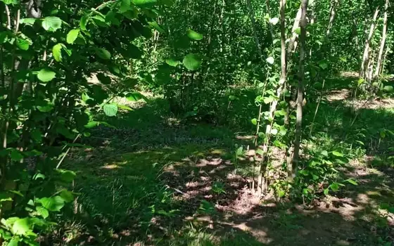 Инвестиционный земельный участок в Кобулети.