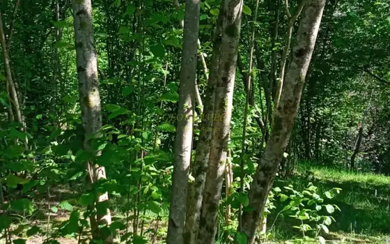 Инвестиционный земельный участок в Кобулети.
