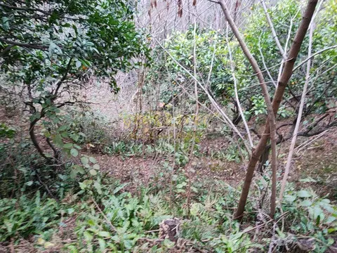 Участок земли в Чакви.