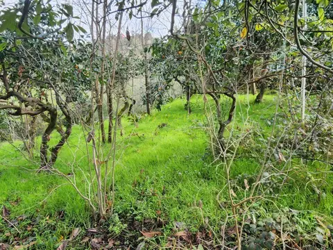 Земельный участок в городе Батуми.