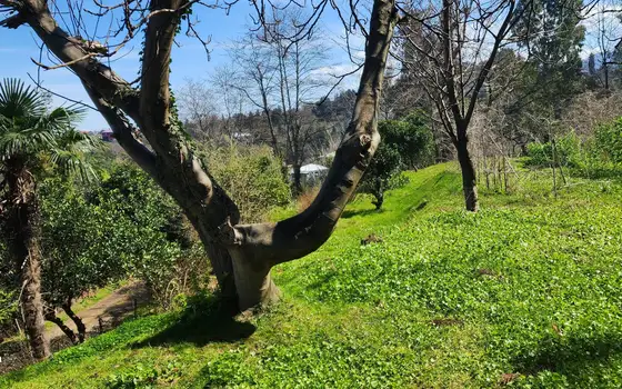 Investment Land with Sea View in Kobuleti, photo 6