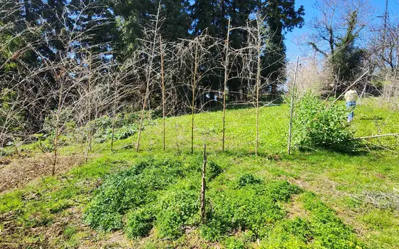 Investment Land with Sea View in Kobuleti, photo 12