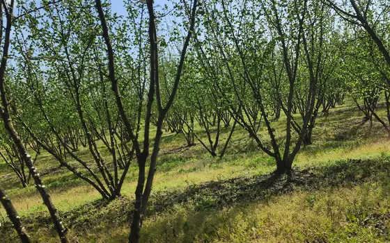 Продается ореховая плантация в Зугдиди.
