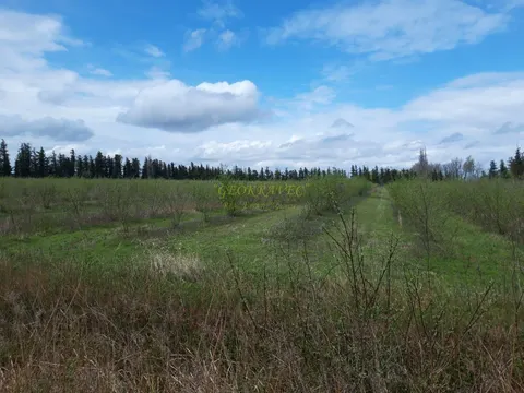 Продается Фундуковая плантация в Хобском райионе.