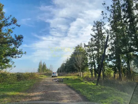 Продается Фундуковая плантация в Хобском райионе.