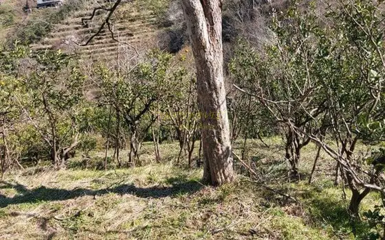 Продается земельный участок в тихом районе в хелвачаурском муниципалитете в село Махо. Аджария.