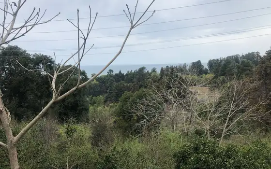 Sea View Land by Botanical Garden, photo 5