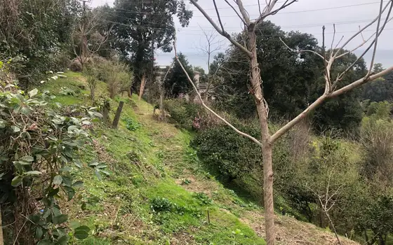 Sea View Land by Botanical Garden, photo 4