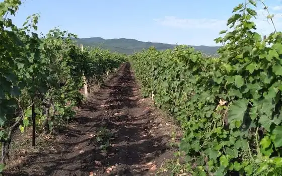 Продается виноградник в Кахетии.
