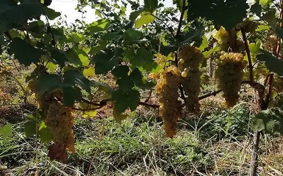 Продается виноградник в Кахетии.
