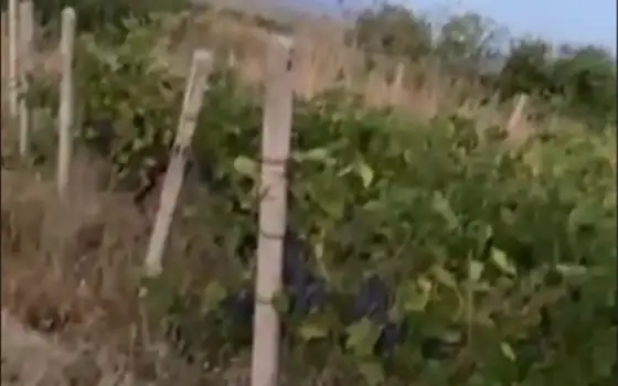 Земельный участок в Кахетии.