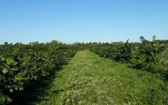 Urgent land plot in Gurianta, photo 2