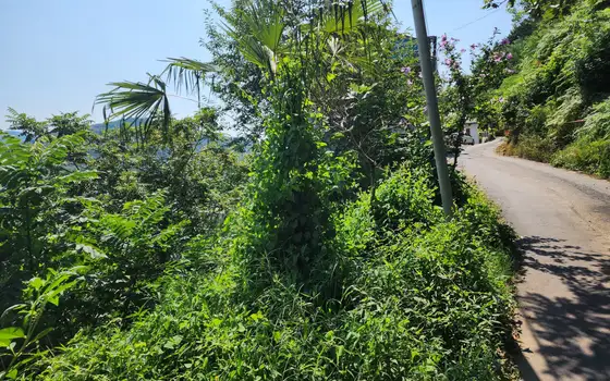 Land plot on the main road to Argo cable car with mountain views, photo 5