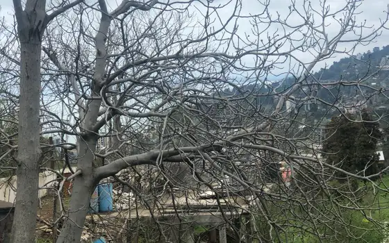 2000 sq. m. Land Plot with Beautiful Views in Makhinjauri, photo 4