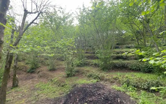 Купить недвижимость в Батуми.