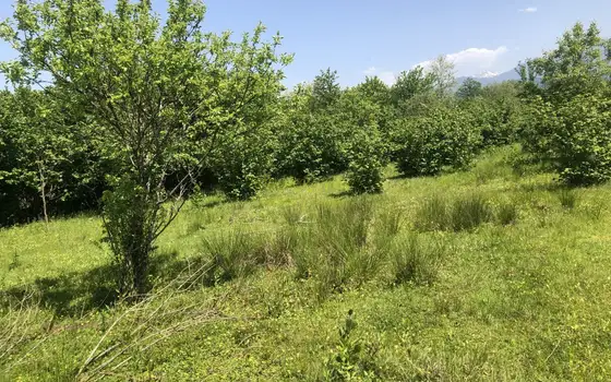 Продается земельный участок от города Озургети в 5 км с ореховым садом.