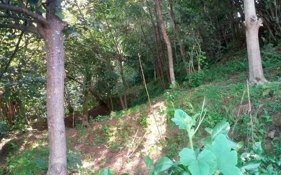 2,950 sq. m Land Plot in a მშვიდ, Green Area of Batumi, photo 10