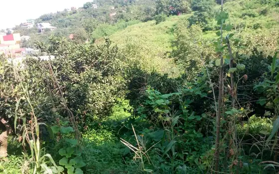 2,950 sq. m Land Plot in a მშვიდ, Green Area of Batumi, photo 6