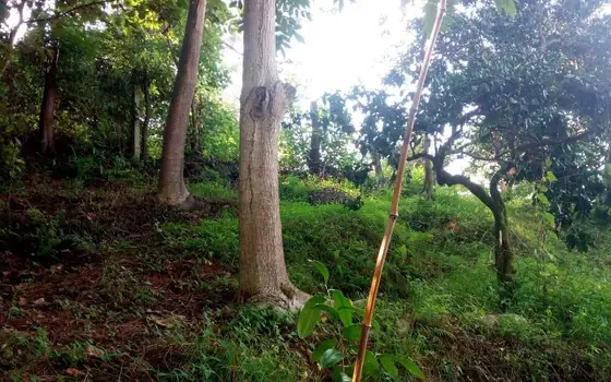 2,950 sq. m Land Plot in a მშვიდ, Green Area of Batumi, photo 9