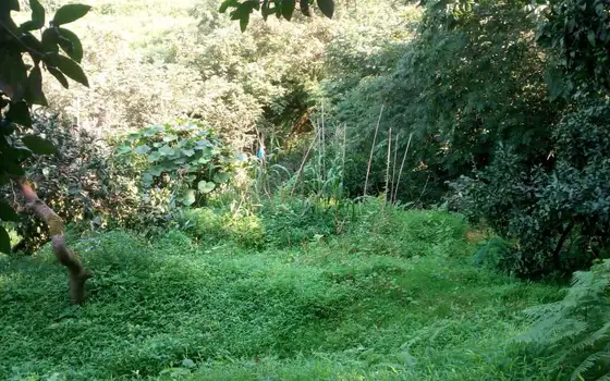 2,950 sq. m Land Plot in a მშვიდ, Green Area of Batumi, photo 2