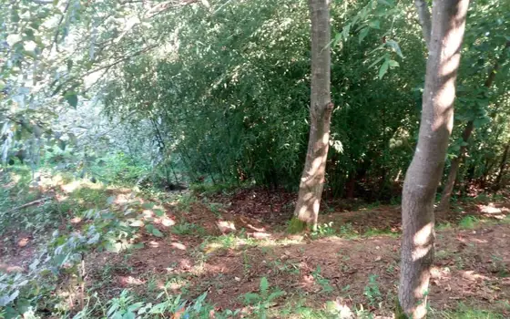 2,950 sq. m Land Plot in a მშვიდ, Green Area of Batumi, photo 4