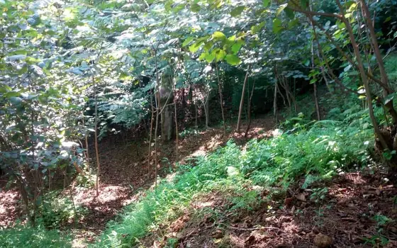 2,950 sq. m Land Plot in a მშვიდ, Green Area of Batumi, photo 12