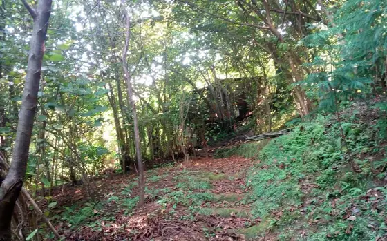 2,950 sq. m Land Plot in a მშვიდ, Green Area of Batumi, photo 3
