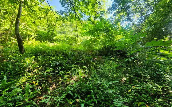 Urgent Land Plot in Kapreshumi, photo 9