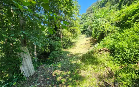 Urgent Land Plot in Kapreshumi, photo 12