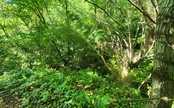 Urgent Land Plot in Kapreshumi, photo 2