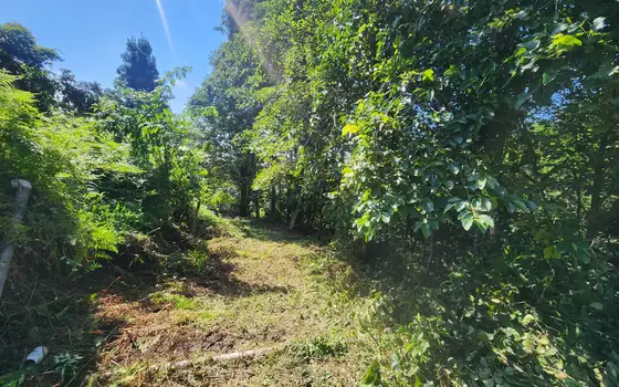 Urgent Land Plot in Kapreshumi, photo 6