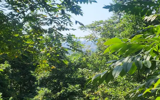 Urgent Land Plot in Kapreshumi, photo 4