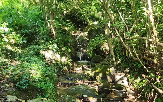 Urgent Land Plot in Kapreshumi, photo 8