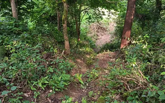 3,223 m² Land Plot in Kvemo Natanebi Near Black Sea Arena, photo 5