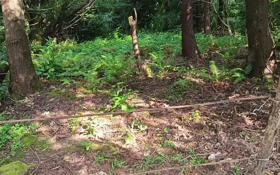 3,223 m² Land Plot in Kvemo Natanebi Near Black Sea Arena, photo 2
