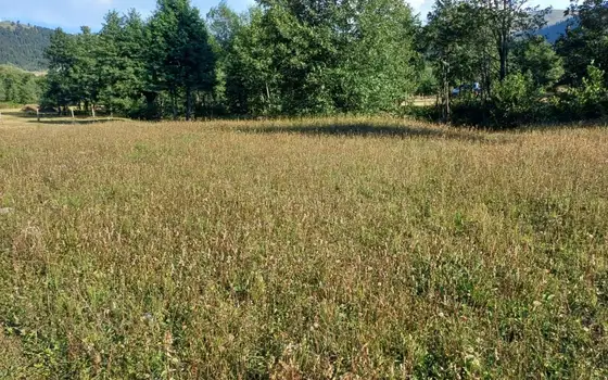 2091 m² Land Plot in Goderdzi, photo 5