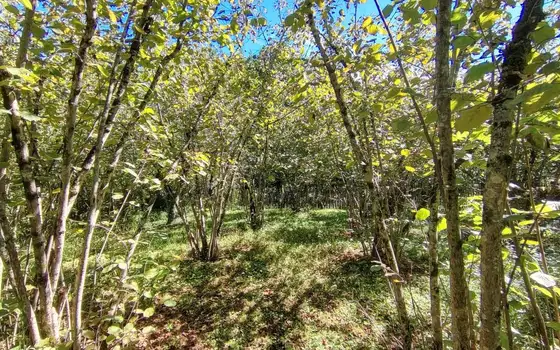 Two-Storey House with Large Land Plot in Chokhatauri, photo 12