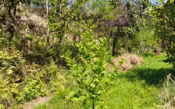 House with a Green Land Plot in Tsinsvla, 10 Minutes from Batumi, photo 4