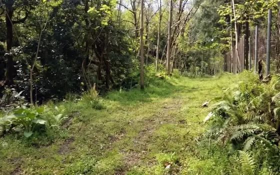 House with a Green Land Plot in Tsinsvla, 10 Minutes from Batumi, photo 8