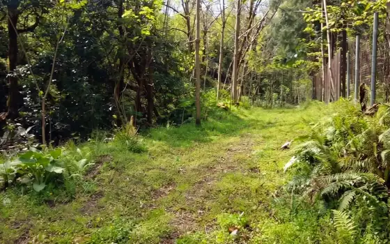 House with a Green Land Plot in Tsinsvla, 10 Minutes from Batumi, photo 3