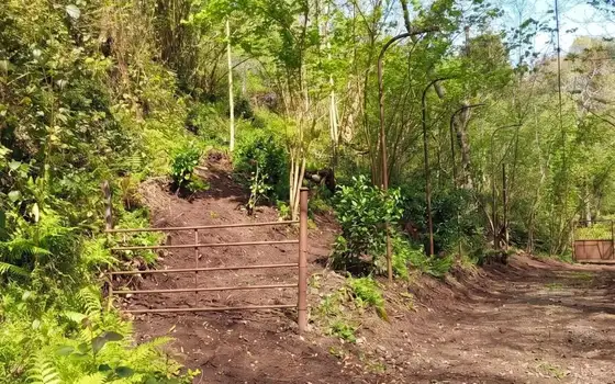 House with a Green Land Plot in Tsinsvla, 10 Minutes from Batumi, photo 5
