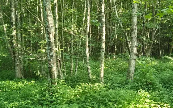 Большой дом с участком на берегу реки Супса, фото 12