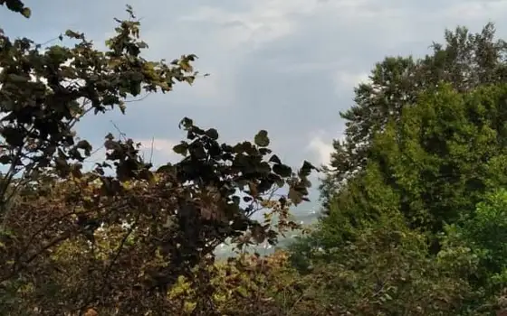 Investment Land with a House and Mountain Views in Akhalsopeli–Avgia, photo 4