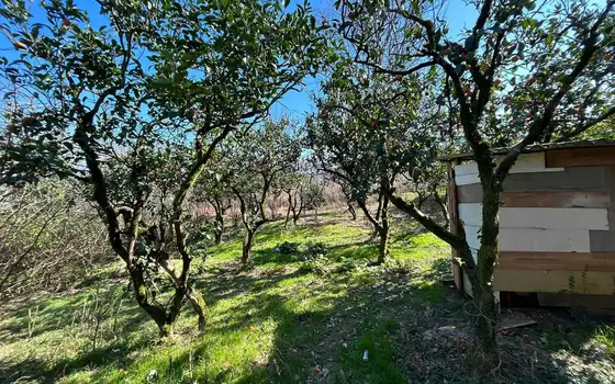 1,070 m² Land Plot with Sea and Batumi Views in Akhalsopeli, photo 7