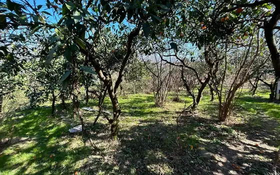 1,070 m² Land Plot with Sea and Batumi Views in Akhalsopeli, photo 8