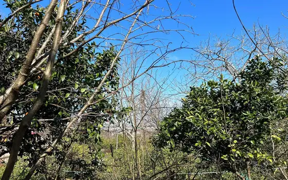 1,070 m² Land Plot with Sea and Batumi Views in Akhalsopeli, photo 5
